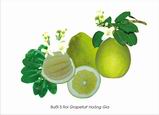 Grapefruit(Pomelo)