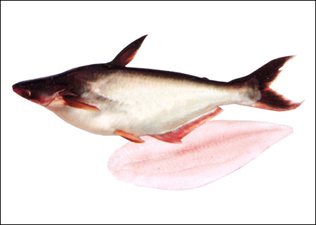 Pangasius Fillet