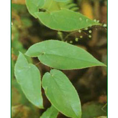 Andrographis Paniculate P.E.