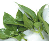 fresh basil leaves,herb