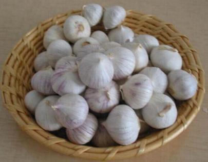 Garlic