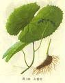 Podophyllotoxin