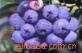 Bilberry Extract