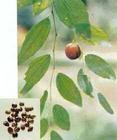 Jujube Extract