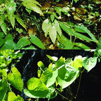 Epimedium Extract