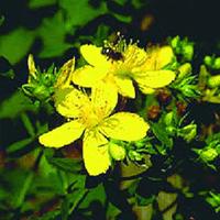 St.John' Wort Extract