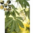 Horse Chestnut Extract