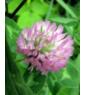 red clover extract