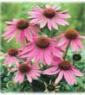 Echinacea Purpurea P.E.