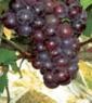 Grape Seed Extract