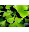 Ginkgo Leaf extract