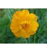 trollius chinensis P.E.