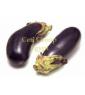 eggplant