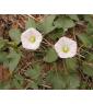 Calystegia japonica extract