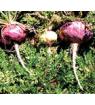 .maca extract