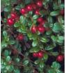 iqf wild lingonberry