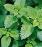 Lemon Balm P.E.