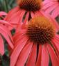 Echinacea Purpurea Extract