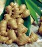 Ginger Extract