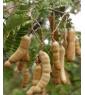 Tamarind seed gum