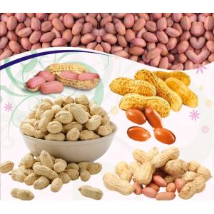 Groundnut