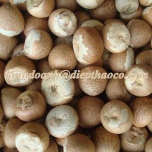 SUPPLIER DRIED BETEL NUT 