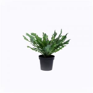 Artificial Asplenium Nidus