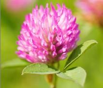 Red Clover Extract Powder 8%~40% Isoflavones