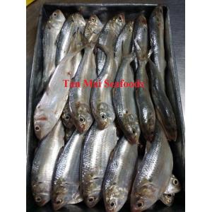 Frozen sardines