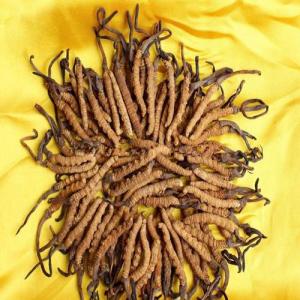 cordyceps sinensis