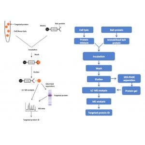 pull-down protein identification