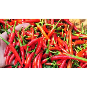 fresh/ dried/ frozen chilli