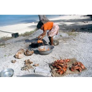 COCONUT CRABS / LIVE MUD CRABS