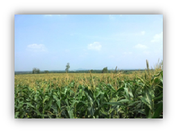 Corn Silage