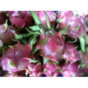 tropical fruit: frest dragon fruit 