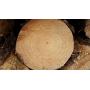 Australian Radiata Pine Logs - Softwood Timber Log