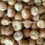 SUPPLIER DRIED BETEL NUT 