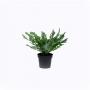 Artificial Asplenium Nidus