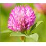 Red Clover Extract Powder 8%~40% Isoflavones