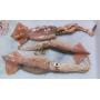 New Zealand Arrow Squid