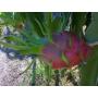 frest dragon fruit