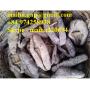 Dried Sea Cucumber Vietnam Dried White Teat Fish